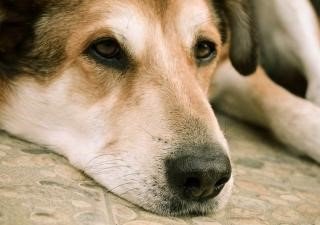 perro.jpg